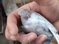Tecılı quşlar satlir 15 m 20 m arası deyisir cütlər qefes qarsiq 50 m — الصورة 2