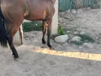 Caballo, Caballos — foto 1