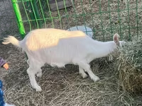 बकरी, Saanen goat — फ़ोटो 3