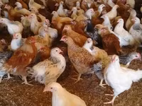 Chickens — 2-rasm