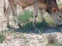 ثور, الماشية — الصورة 1