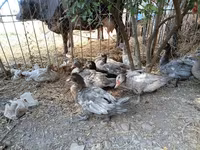 Ducks — फ़ोटो 2