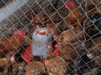 Chickens — Foto 3