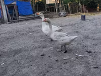 Geese — फ़ोटो 1