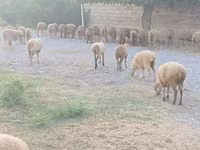 Ovejas (lote, sexo no especificado), Ovejas — foto 3