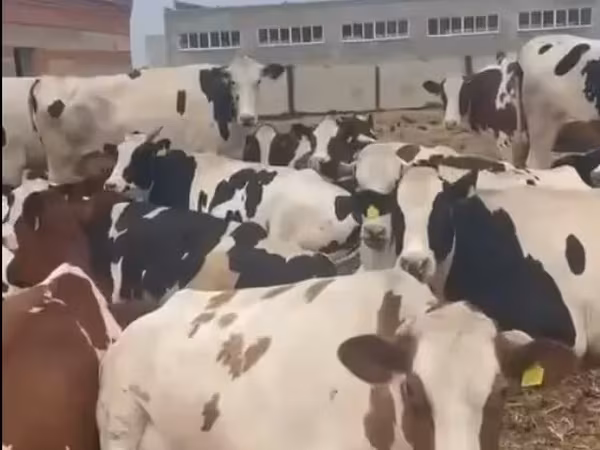 Говядина коровы полутуши.