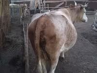 Vaca, Simmental cattle — foto 2