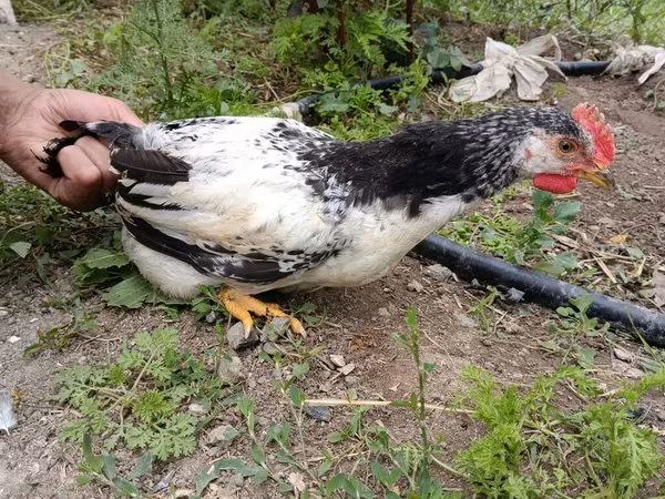 Chickens