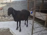 Qoʻchqor, Hissar sheep — 1-rasm