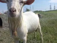 Ziege, Saanen goat — Foto 5