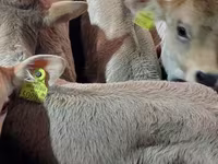 Rinder (Partie, Geschlecht nicht angegeben), Simmental cattle — Foto 2