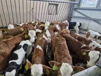 İribuynuzlu mal-qara (partiya, cinsi göstərilməyib), Simmental cattle — foto 2