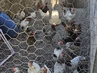 Chickens — photo 3