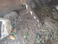 Geese — फ़ोटो 4