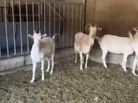Коза, Pomellata goat — фото 2
