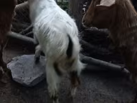 Billy Goat, Goats — photo 1