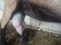 बकरी, Alpine goat — फ़ोटो 1