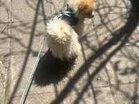 Cins: Pomeranian (Boo tipli) Rəng: Krem/açıq şaftalı Ölçü: Kiçik — фото 3