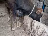 ثور, الماشية — الصورة 2