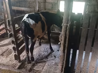 Kuh, Holstein-Rasse — Foto 3