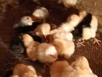 Chickens — 3-rasm
