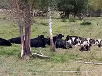 Bulle, Holstein-Rasse — Foto 4