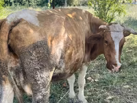 بقرة, Simmental cattle — الصورة 4