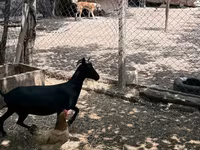 Коза, Murcia-Granada goats — фото 8