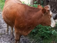 Cow, Cattle — photo 3