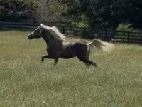 Hengst, Rocky Mountain Horse — Foto 7