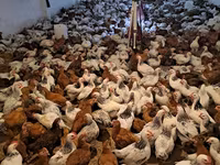 Chickens — foto 3