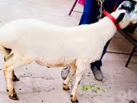 公羊, Sheep — 照片 1