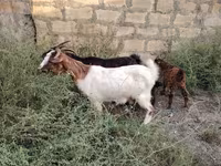 Echki, Echkilar — 2-rasm