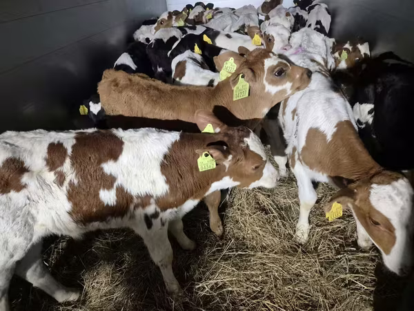 Toro, Simmental cattle