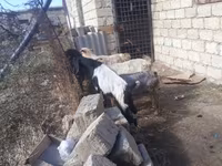 Cabro, Cabras — foto 2