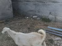 Cabra, Nubian Goat — foto 7