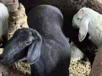 母羊, Sheep — 照片 3