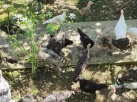 Turkeys — 4-rasm