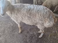 Qoʻchqor, Karakul sheep — 3-rasm
