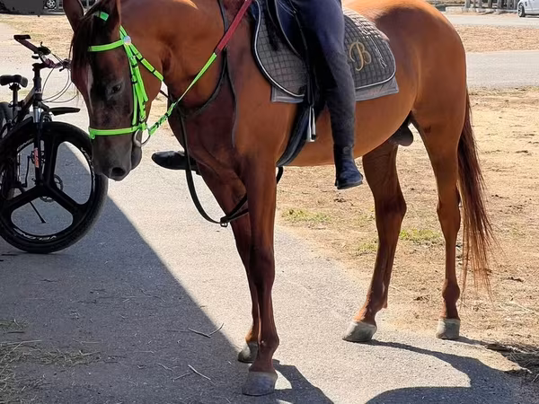 حصان, Karabakh horse
