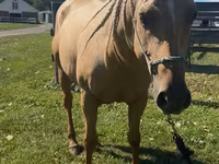Stute, Quarter Horse — Foto 3