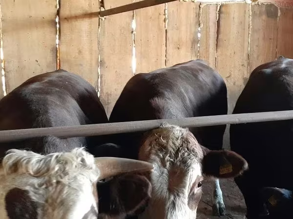Toro, Hereford