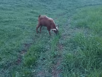 Ziegenbock, Ziegen — Foto 3