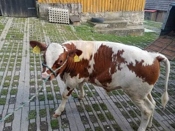 Bulle, Rinder