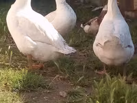 Geese — фото 1