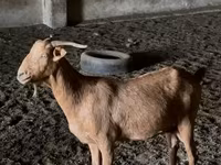 Keçilər (partiya, cinsi göstərilməyib), Nubian Goat — foto 2