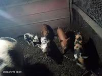 Schweine (Partie, Geschlecht nicht angegeben), Schweine — Foto 2