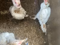 Chickens — 6-rasm
