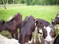 Bulle, Simmental cattle — Foto 8