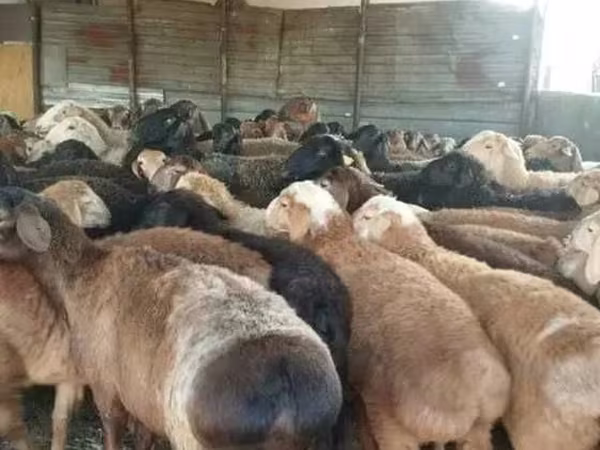 公羊, Sheep